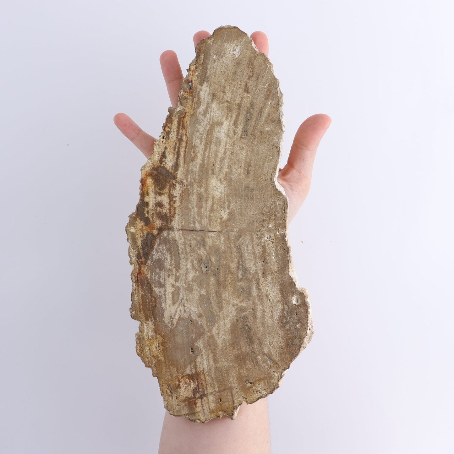 Petrified Wood Slices & Slabs Set of 4