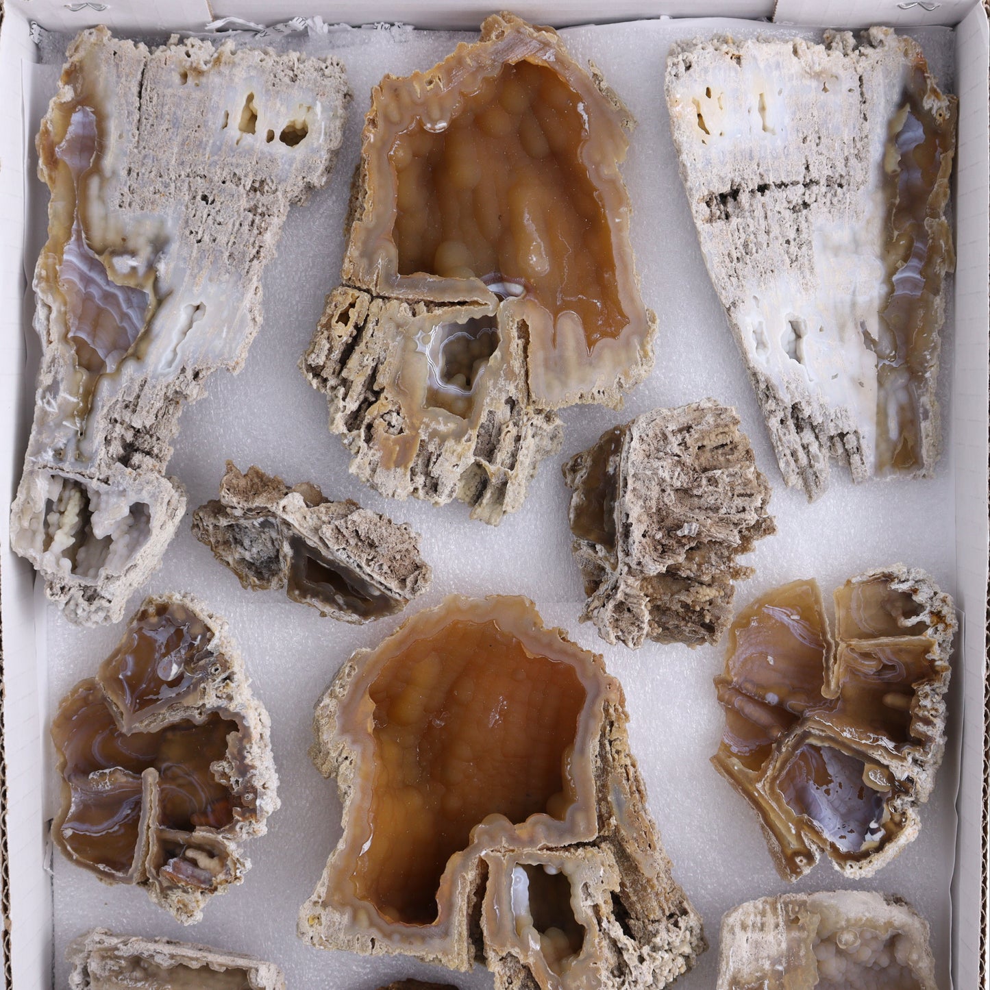 Agatized Coral Flat - Expert Wholesale and Supplier of Wholesale Crystals & Bulk Gemstones, ["Agate","Agatized Coral","Coral","United States"]