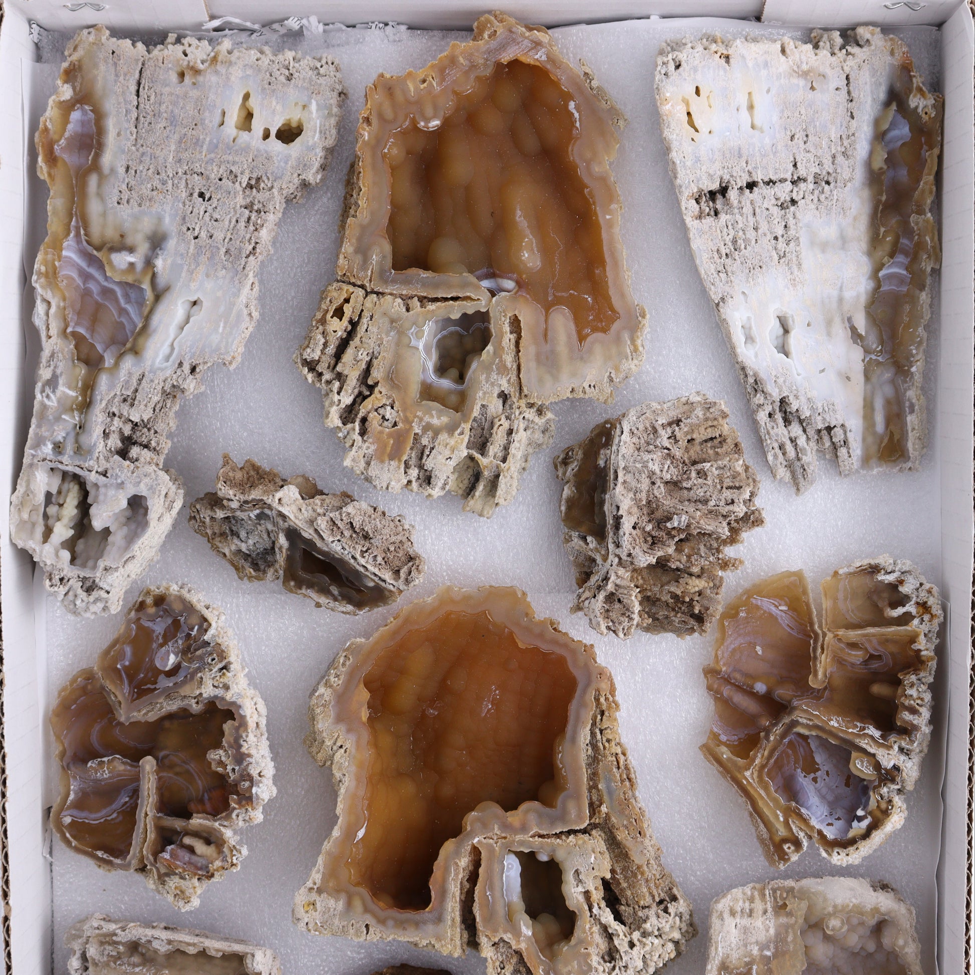 Agatized Coral Flat - Expert Wholesale and Supplier of Wholesale Crystals & Bulk Gemstones, ["Agate","Agatized Coral","Coral","United States"]