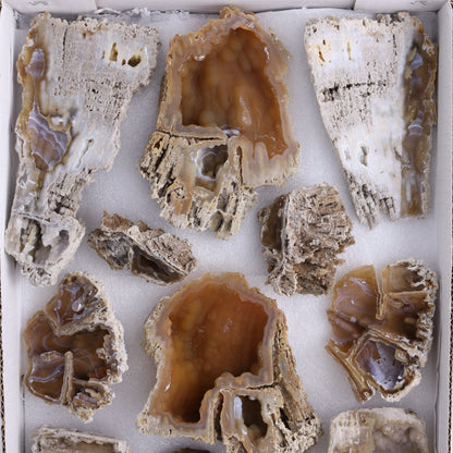 Agatized Coral Flat - Expert Wholesale and Supplier of Wholesale Crystals & Bulk Gemstones, ["Agate","Agatized Coral","Coral","United States"]