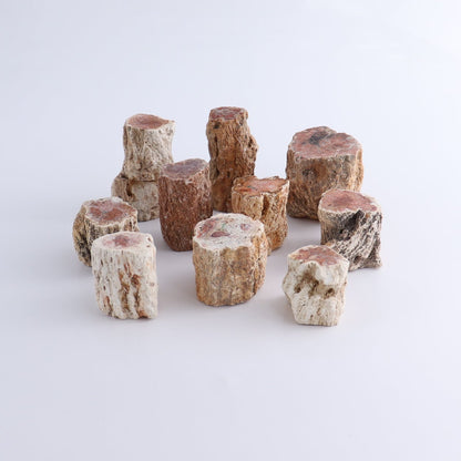 Petrified Wood Cut Bases Set of 10
