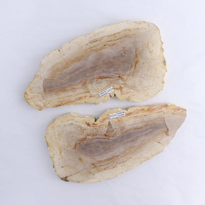 Petrified Wood Slices & Slabs Set of 2