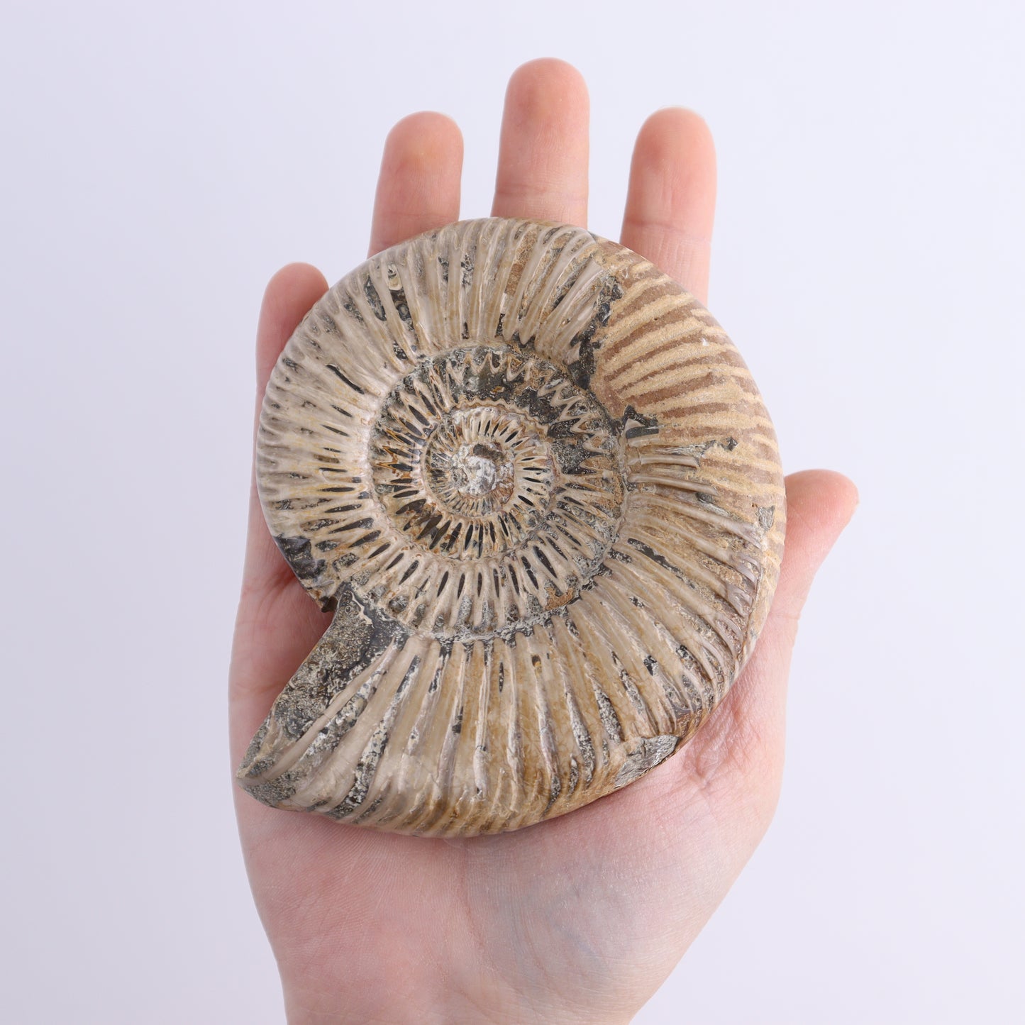 Fossilized Ammonite Set of 9 - Expert Wholesale and Supplier of Wholesale Crystals & Bulk Gemstones, ["Ammonite","Fossilized Ammonite","Madagascar"]