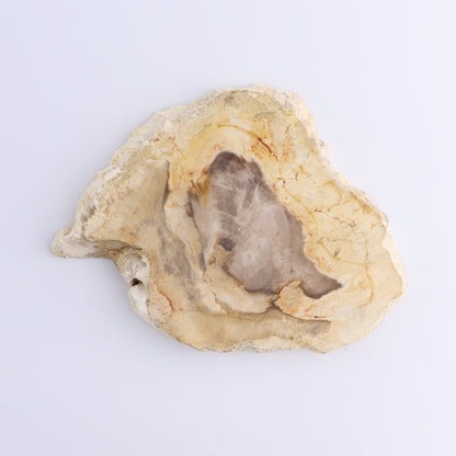 Petrified Wood Slices & Slabs Set of 5 - Expert Wholesale and Supplier of Wholesale Crystals & Bulk Gemstones, ["Freeforms","Indonesia","Petrified Wood","Slices and Slabs"]