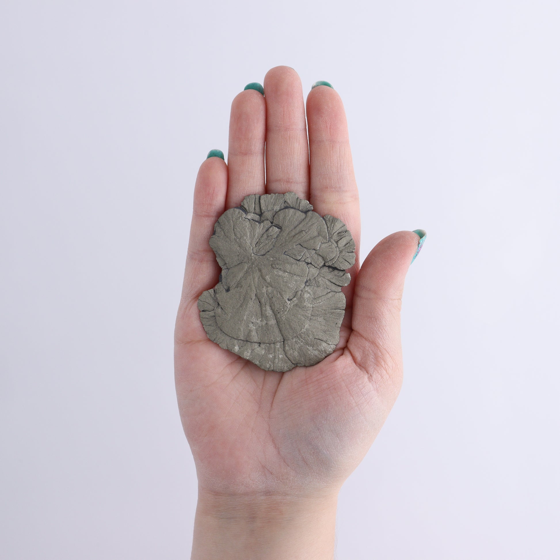 Pyrite Suns Flat of 9 - Expert Wholesale and Supplier of Wholesale Crystals & Bulk Gemstones, ["Pyrite","Suns","United States"]