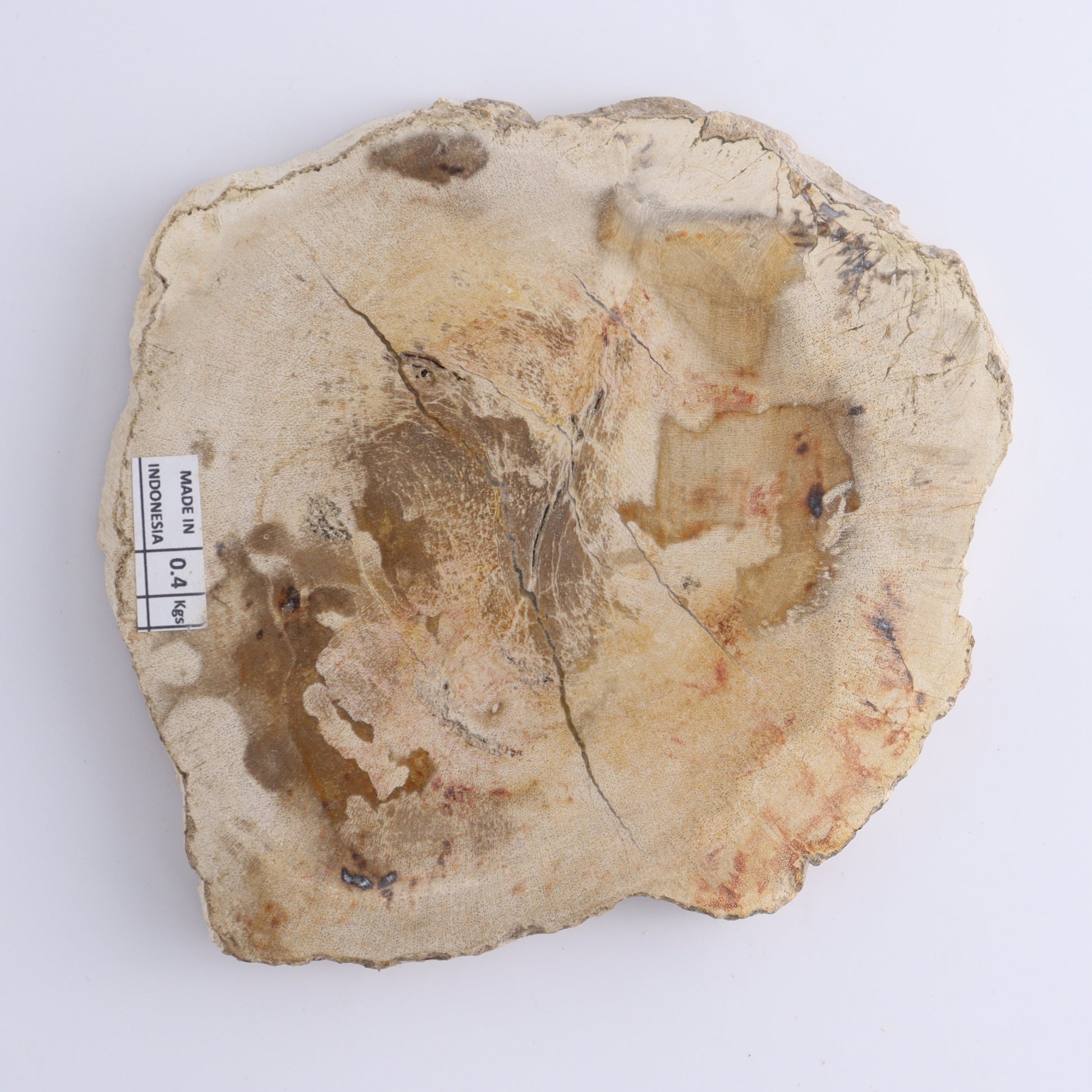 Petrified Wood Slices & Slabs Set of 4 - Expert Wholesale and Supplier of Wholesale Crystals & Bulk Gemstones, ["Freeforms","Indonesia","Petrified Wood","Slices and Slabs"]