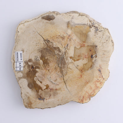 Petrified Wood Slices & Slabs Set of 4 - Expert Wholesale and Supplier of Wholesale Crystals & Bulk Gemstones, ["Freeforms","Indonesia","Petrified Wood","Slices and Slabs"]
