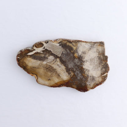 Petrified Wood Slices & Slabs Set of 4