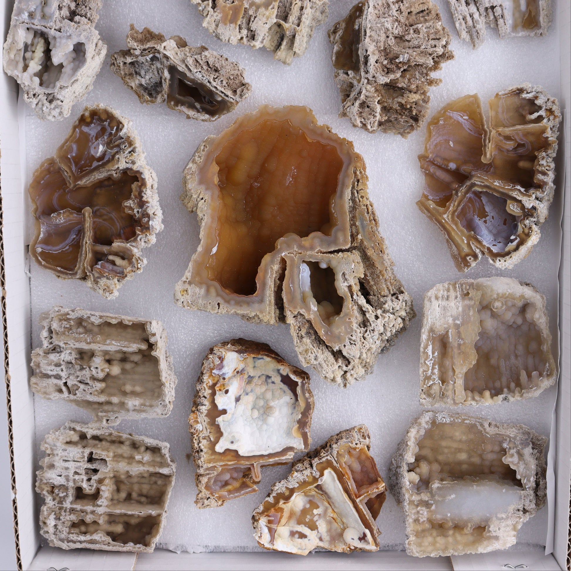 Agatized Coral Flat - Expert Wholesale and Supplier of Wholesale Crystals & Bulk Gemstones, ["Agate","Agatized Coral","Coral","United States"]