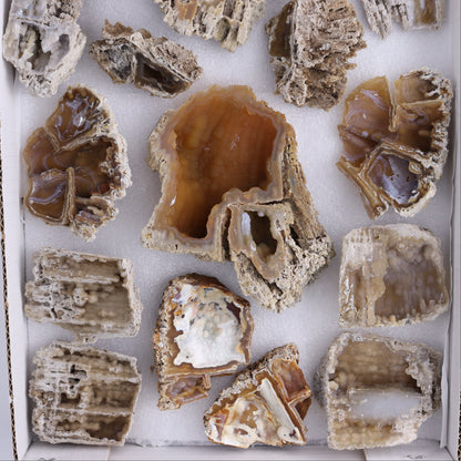 Agatized Coral Flat - Expert Wholesale and Supplier of Wholesale Crystals & Bulk Gemstones, ["Agate","Agatized Coral","Coral","United States"]