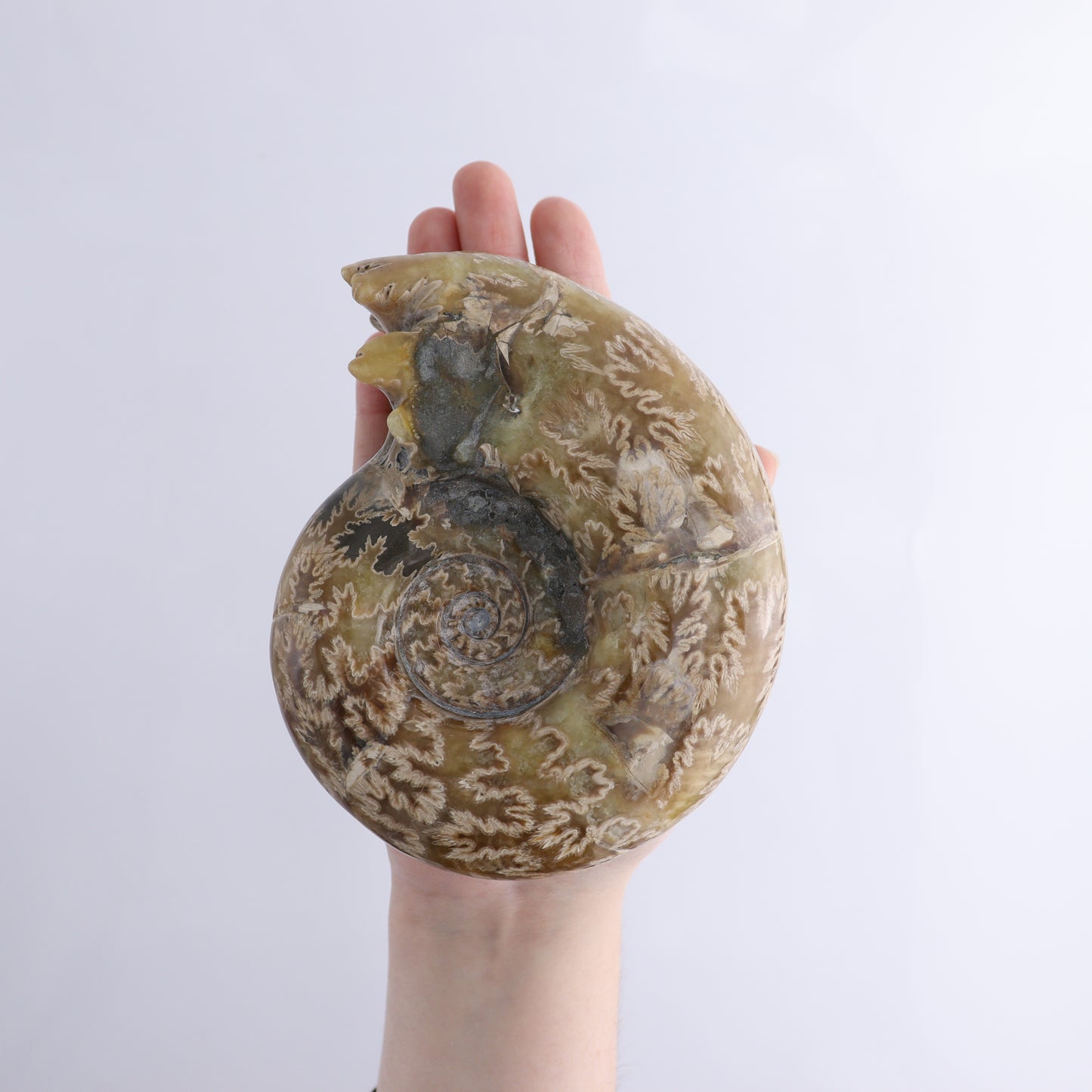 Agate Shells Set of 3 - Expert Wholesale and Supplier of Wholesale Crystals & Bulk Gemstones, ["Agate","Madagascar","shells"]