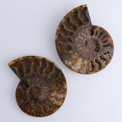 Ammonite Pair - Expert Wholesale and Supplier of Wholesale Crystals & Bulk Gemstones, ["Ammonite","Madagascar","shells"]