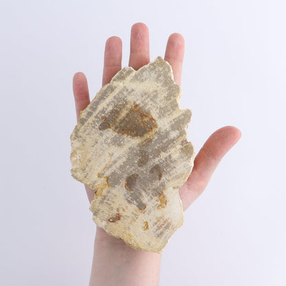 Petrified Wood Slices & Slabs Set of 4