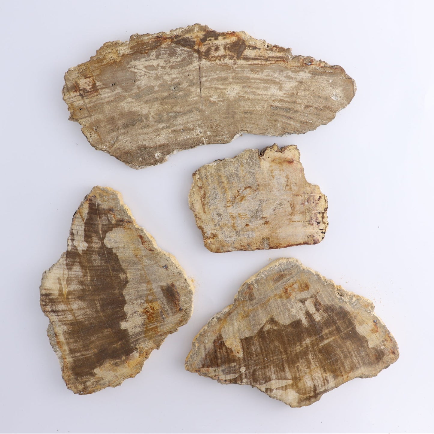 Petrified Wood Slices & Slabs Set of 4