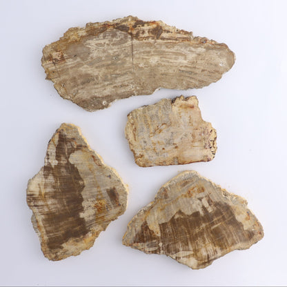 Petrified Wood Slices & Slabs Set of 4