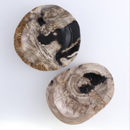 One Petrified Wood Black & Beige Polished Bowl