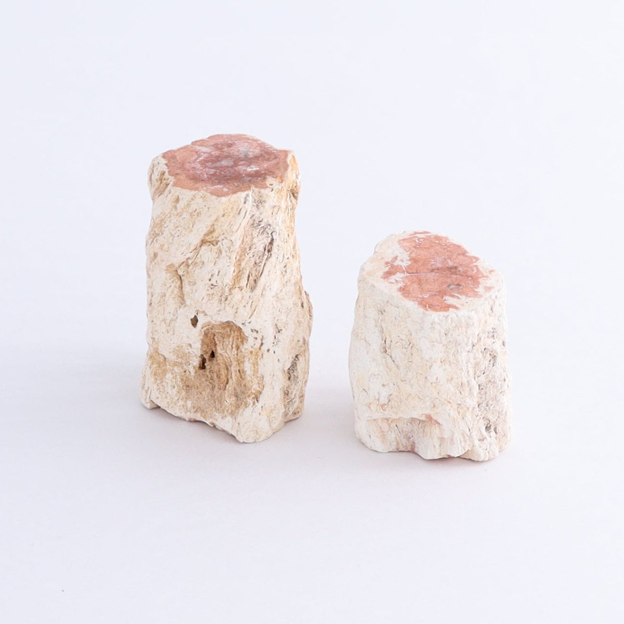 Petrified Wood Cut Bases Set of 10 - Expert Wholesale and Supplier of Wholesale Crystals & Bulk Gemstones, ["Cut Base","Petrified Wood"]