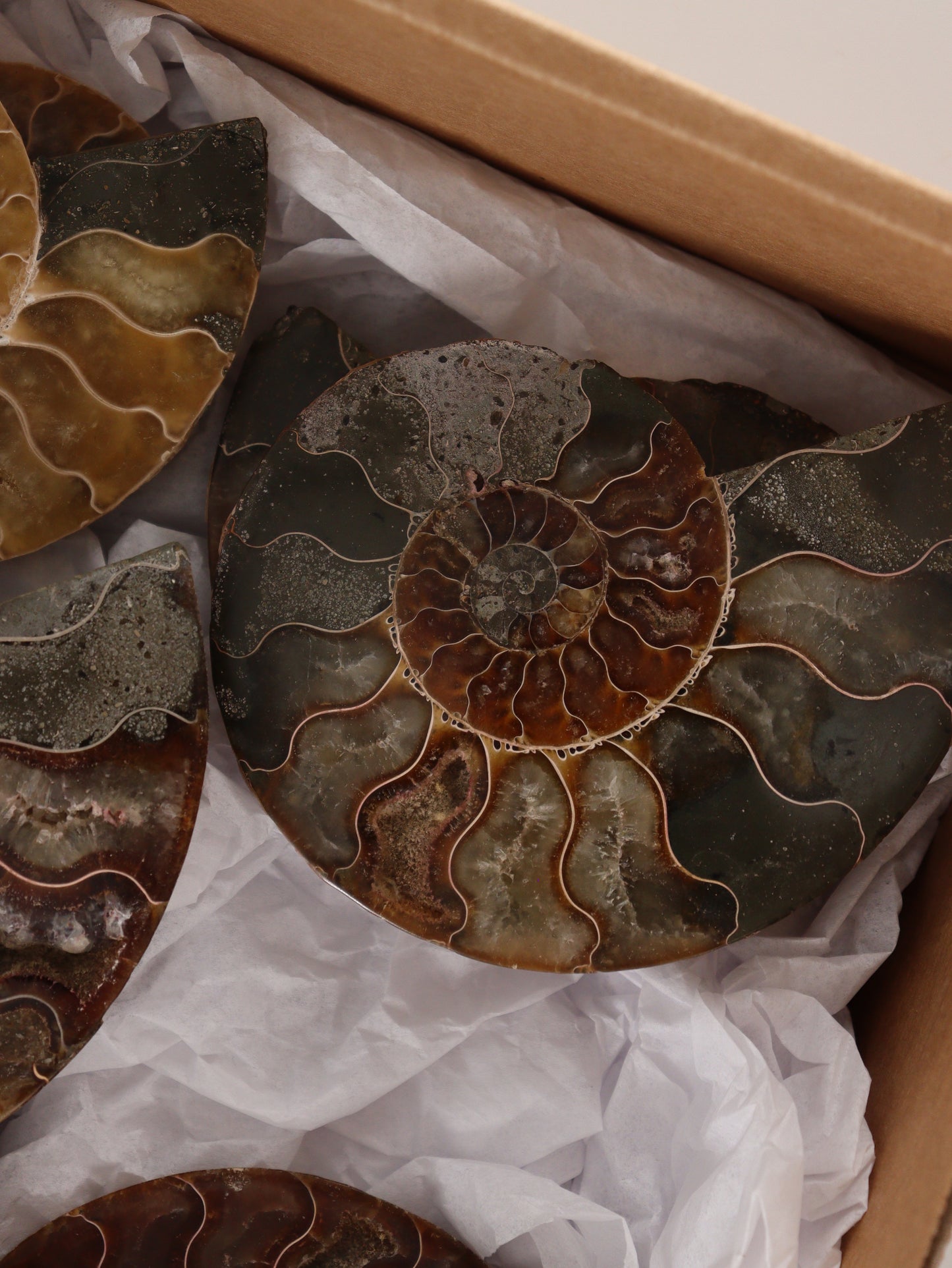 Ammonite Pairs Set of 4