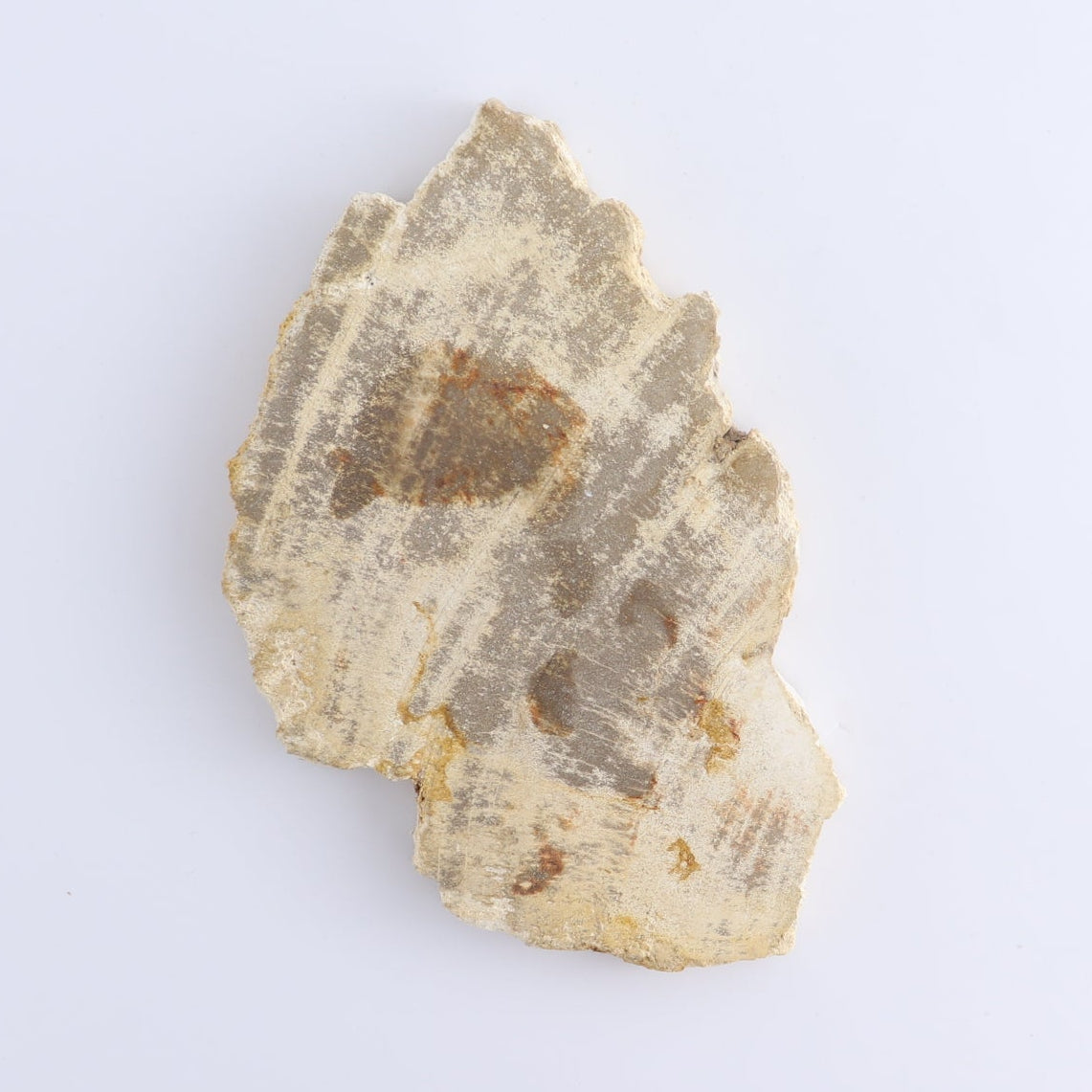 Petrified Wood Slices & Slabs Set of 4