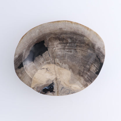 One Petrified Wood Black & Beige Polished Bowl