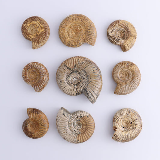 Fossilized Ammonite Set of 9 - Expert Wholesale and Supplier of Wholesale Crystals & Bulk Gemstones, ["Ammonite","Fossilized Ammonite","Madagascar"]