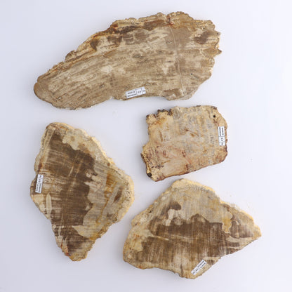 Petrified Wood Slices & Slabs Set of 4