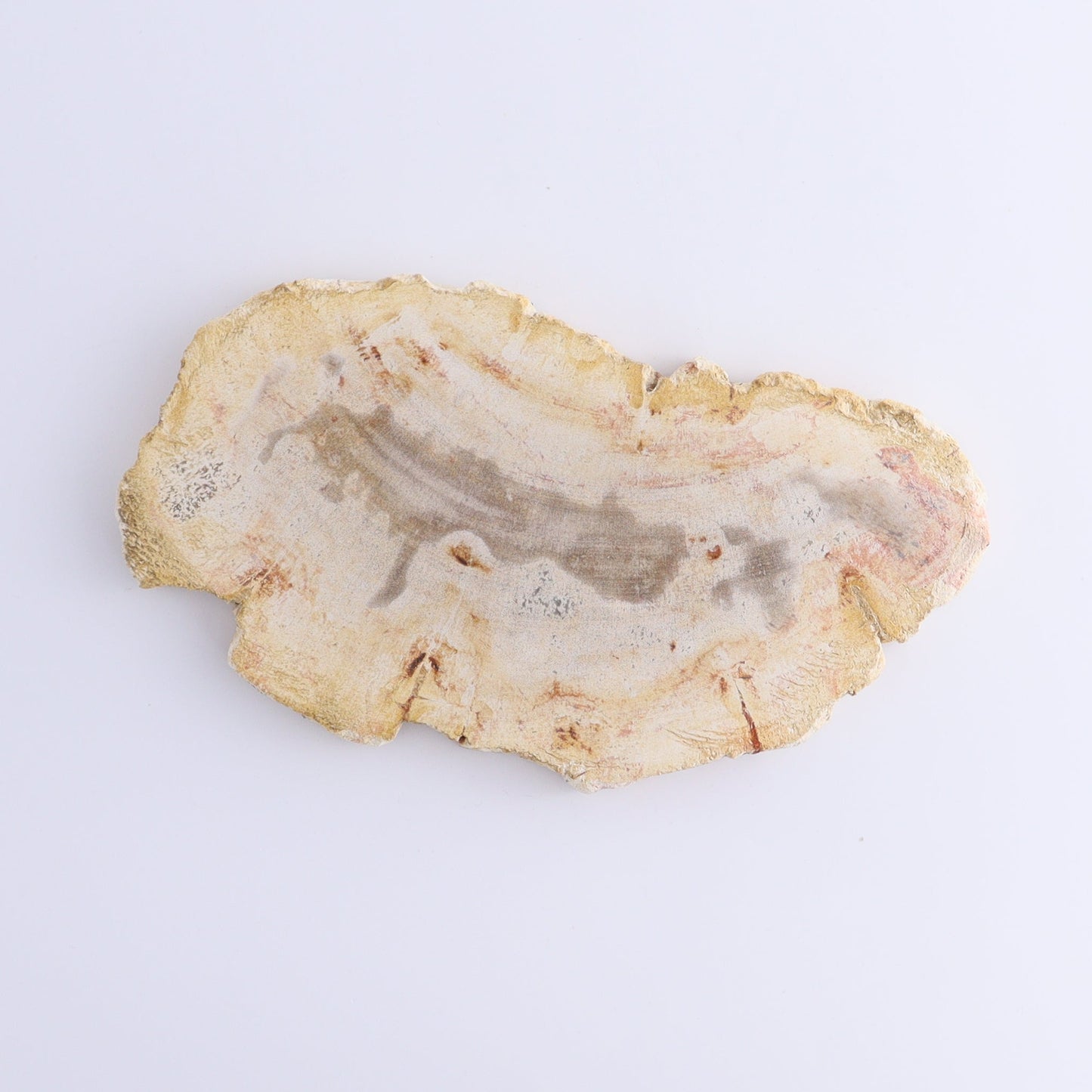 Petrified Wood Slices & Slabs Set of 5 - Expert Wholesale and Supplier of Wholesale Crystals & Bulk Gemstones, ["Freeforms","Indonesia","Petrified Wood","Slices and Slabs"]