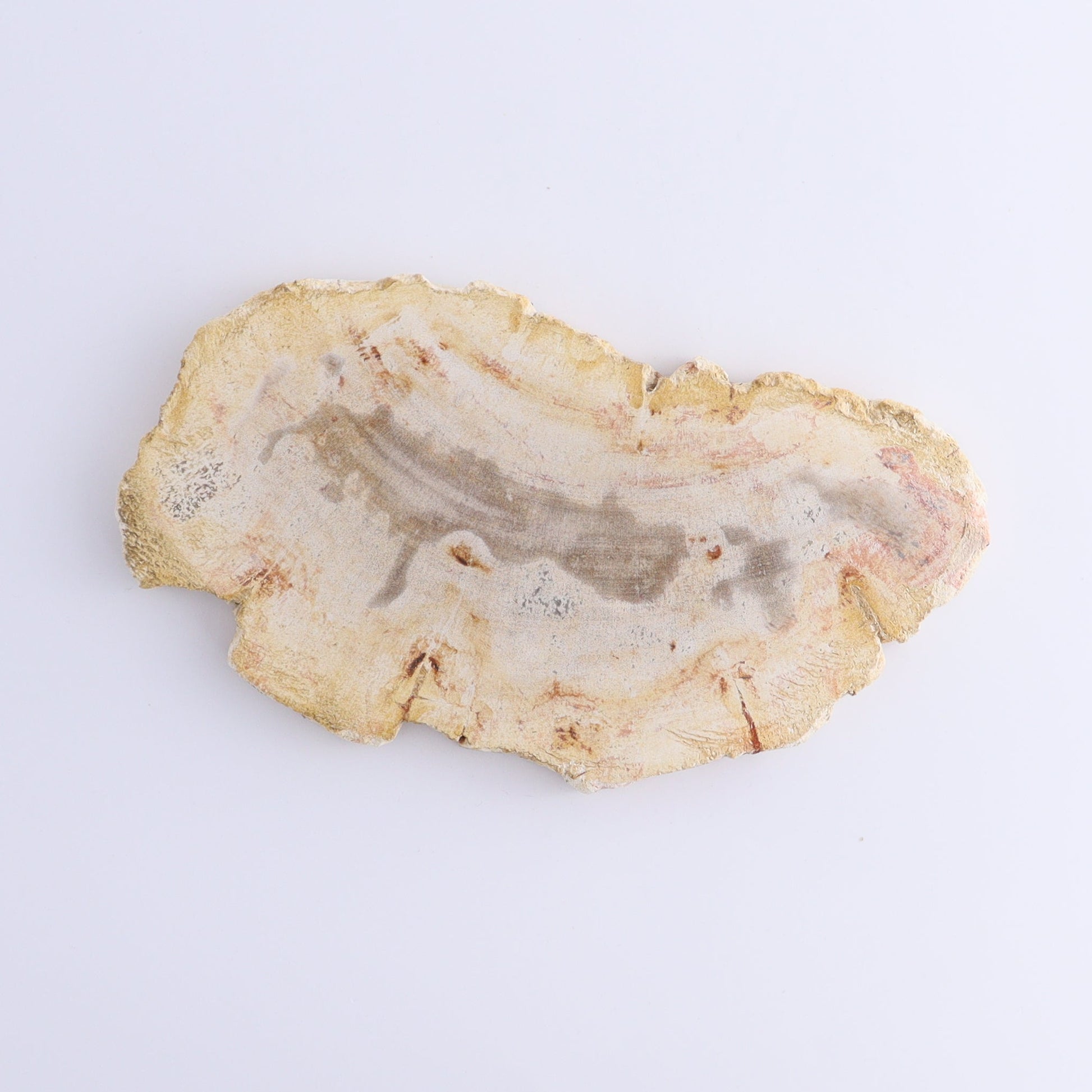 Petrified Wood Slices & Slabs Set of 5 - Expert Wholesale and Supplier of Wholesale Crystals & Bulk Gemstones, ["Freeforms","Indonesia","Petrified Wood","Slices and Slabs"]
