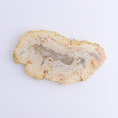 Petrified Wood Slices & Slabs Set of 5 - Expert Wholesale and Supplier of Wholesale Crystals & Bulk Gemstones, ["Freeforms","Indonesia","Petrified Wood","Slices and Slabs"]