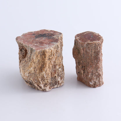 Petrified Wood Cut Bases Set of 10