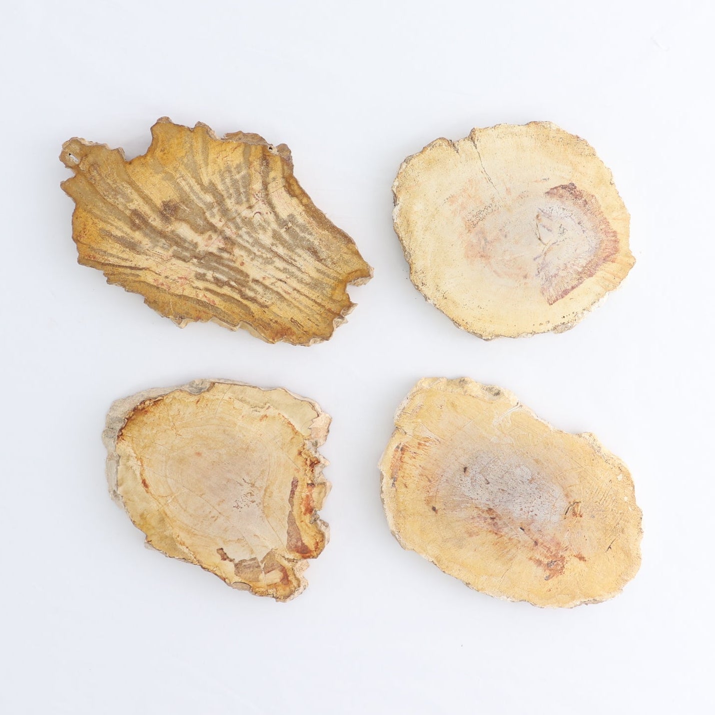 Petrified Wood Slices & Slabs Set of 4