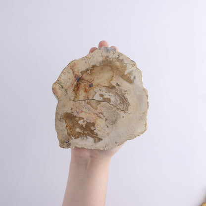 Petrified Wood Slices & Slabs Set of 4 - Expert Wholesale and Supplier of Wholesale Crystals & Bulk Gemstones, ["Freeforms","Indonesia","Petrified Wood","Slices and Slabs"]