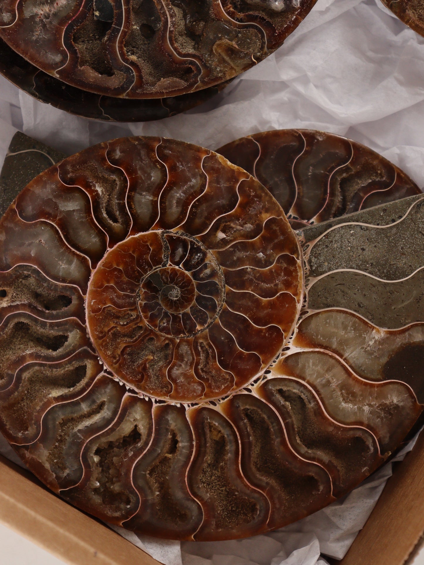 Ammonite Pairs Set of 4