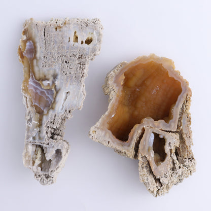 Agatized Coral Flat - Expert Wholesale and Supplier of Wholesale Crystals & Bulk Gemstones, ["Agate","Agatized Coral","Coral","United States"]