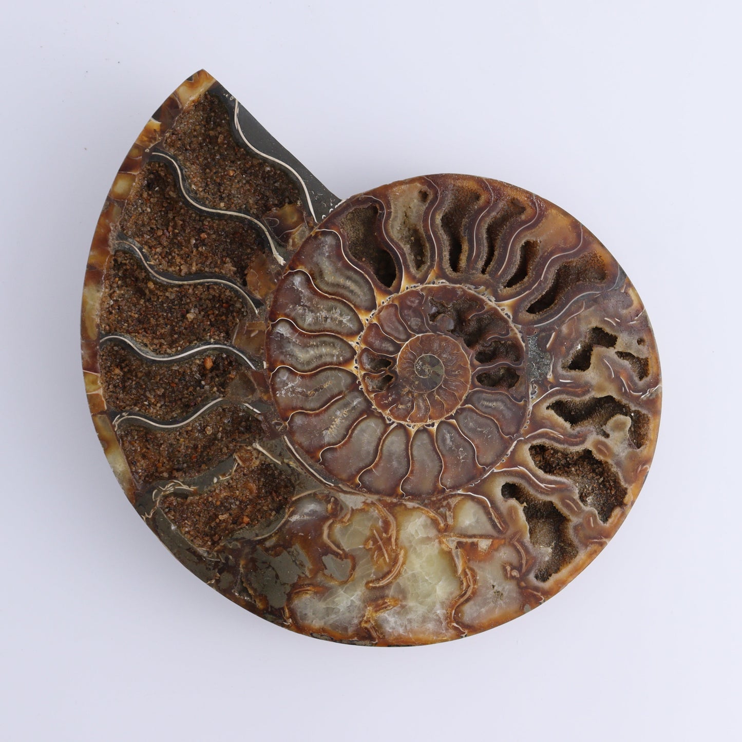 Ammonite Pair - Expert Wholesale and Supplier of Wholesale Crystals & Bulk Gemstones, ["Ammonite","Madagascar","shells"]