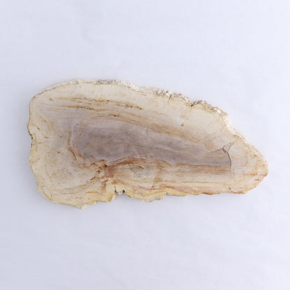 Petrified Wood Slices & Slabs Set of 2