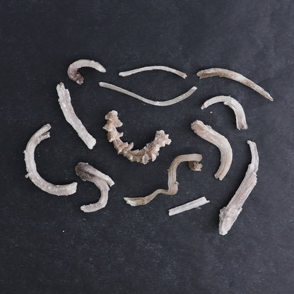 Rams Horn Selenite Flat