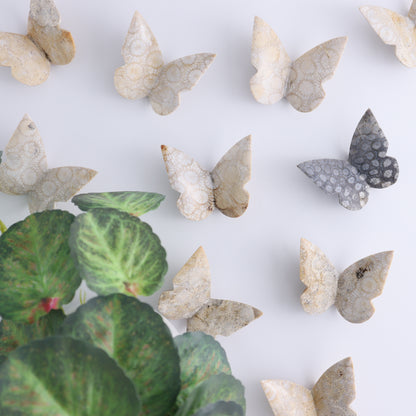 One Fossil Coral Butterfly - Expert Wholesale and Supplier of Wholesale Crystals & Bulk Gemstones, ["Butterflies","Butterfly","fossil coral"]