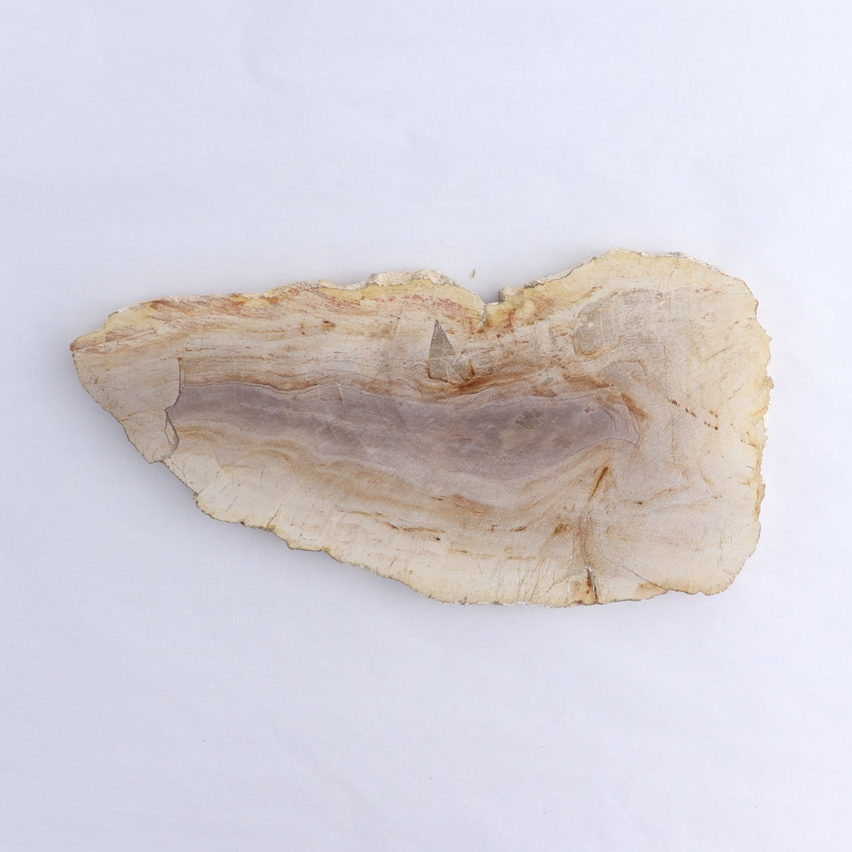 Petrified Wood Slices & Slabs Set of 2