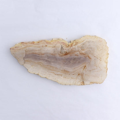 Petrified Wood Slices & Slabs Set of 2