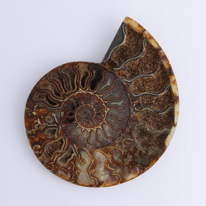 Ammonite Pair - Expert Wholesale and Supplier of Wholesale Crystals & Bulk Gemstones, ["Ammonite","Madagascar","shells"]