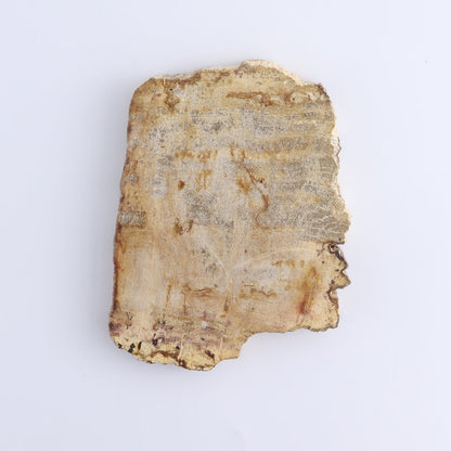 Petrified Wood Slices & Slabs Set of 4