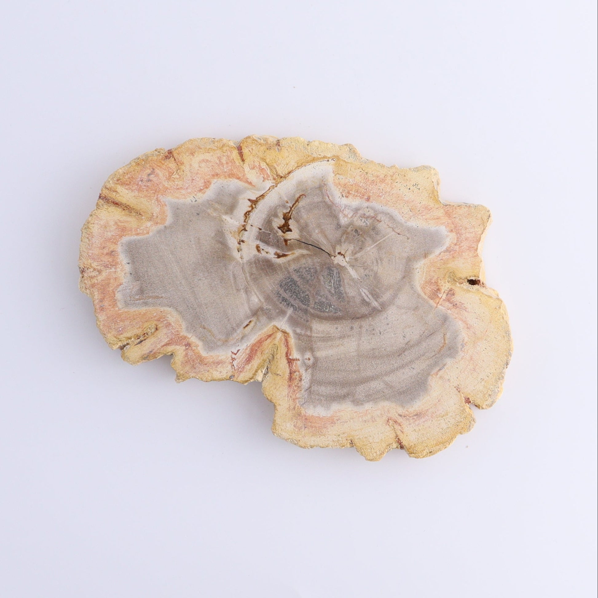 Petrified Wood Slices & Slabs Set of 5 - Expert Wholesale and Supplier of Wholesale Crystals & Bulk Gemstones, ["Freeforms","Indonesia","Petrified Wood","Slices and Slabs"]