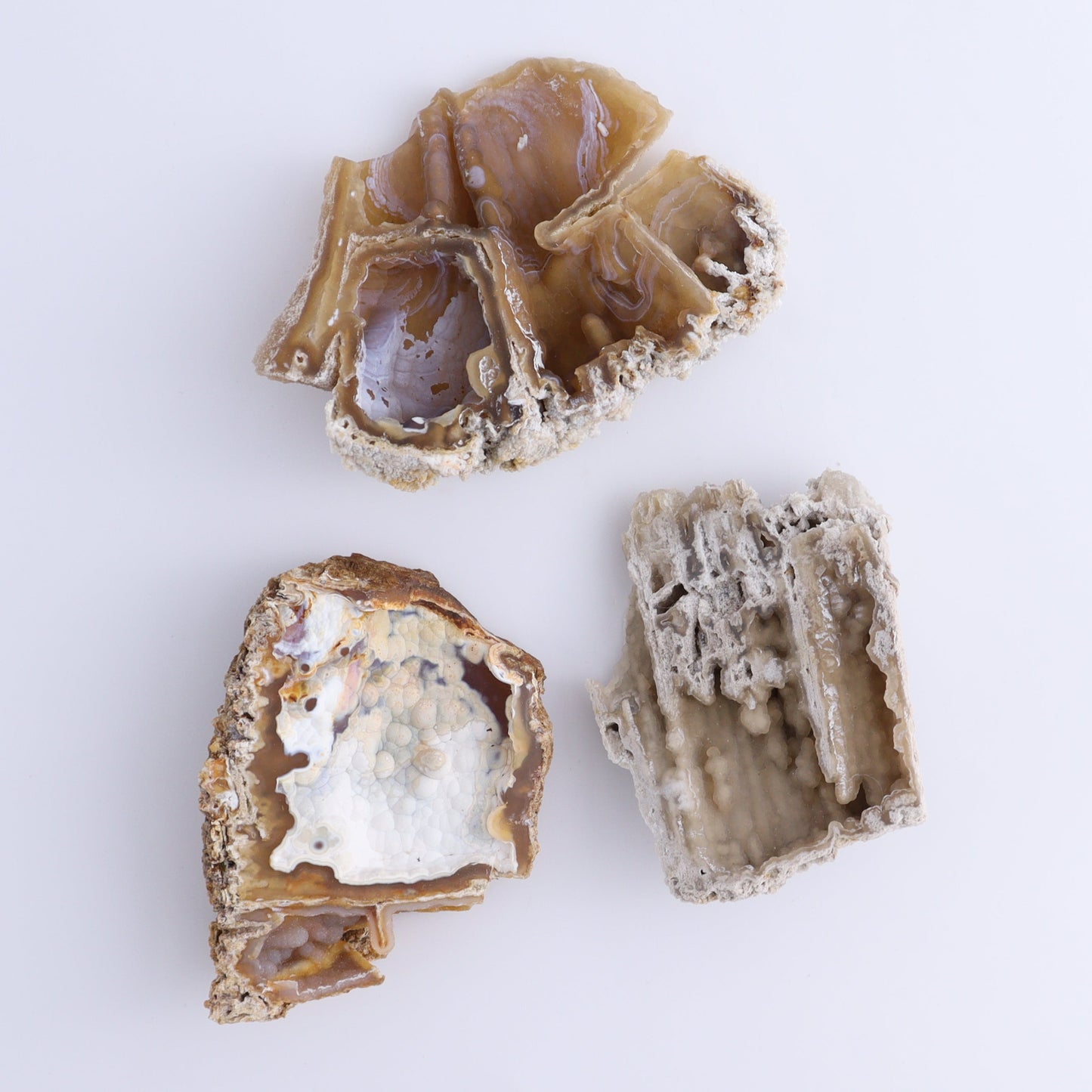 Agatized Coral Flat - Expert Wholesale and Supplier of Wholesale Crystals & Bulk Gemstones, ["Agate","Agatized Coral","Coral","United States"]