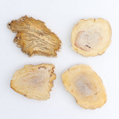 Petrified Wood Slices & Slabs Set of 4