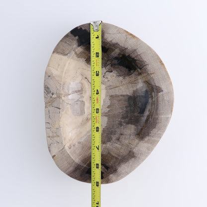 One Petrified Wood Black & Beige Polished Bowl