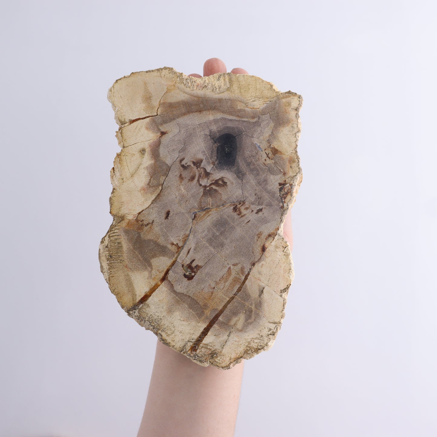 Petrified Wood Slices & Slabs Set of 4 - Expert Wholesale and Supplier of Wholesale Crystals & Bulk Gemstones, ["Freeforms","Indonesia","Petrified Wood","Slices and Slabs"]