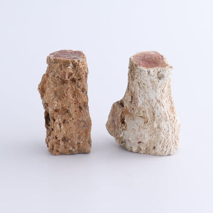 Petrified Wood Cut Bases Set of 10