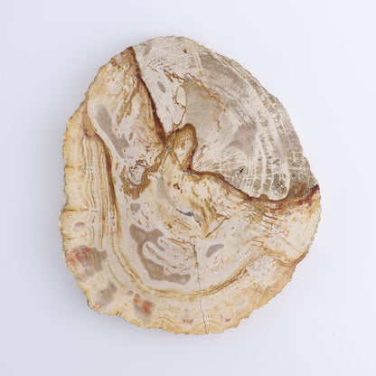 Petrified Wood Slices & Slabs Set of 4