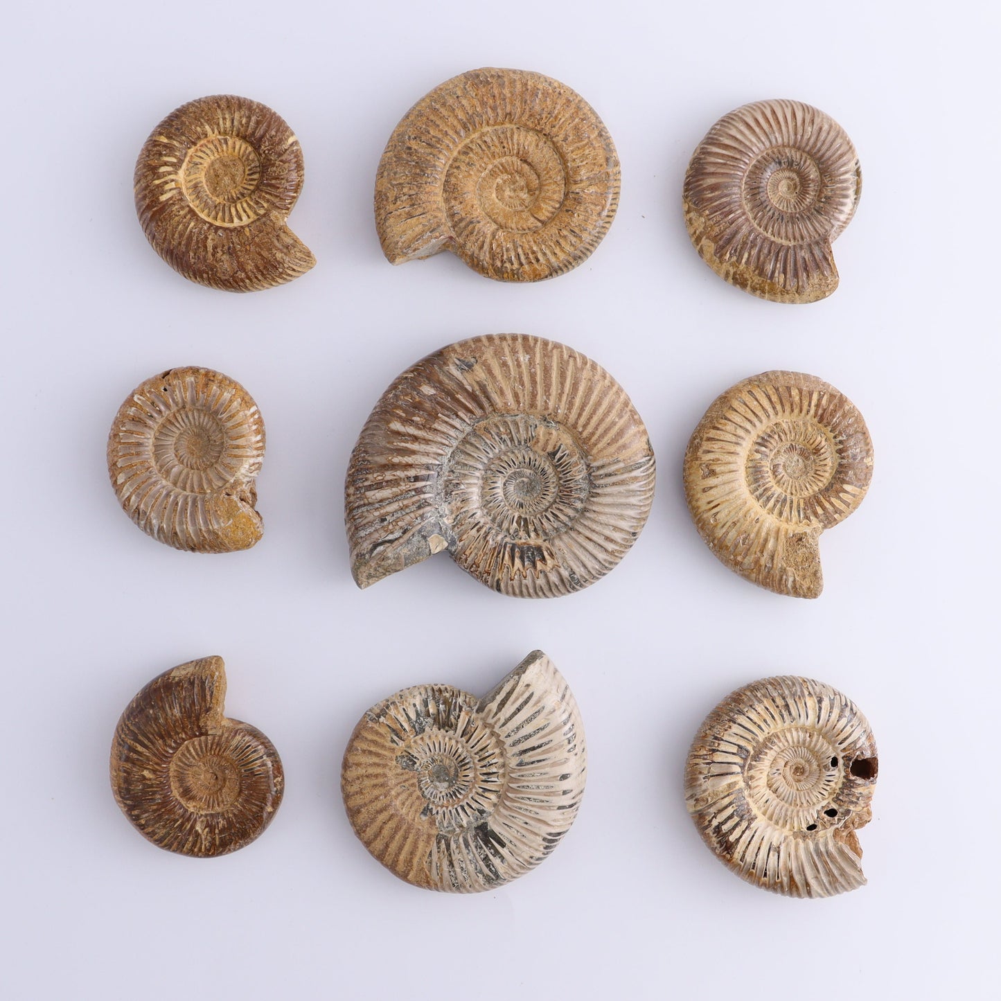 Fossilized Ammonite Set of 9 - Expert Wholesale and Supplier of Wholesale Crystals & Bulk Gemstones, ["Ammonite","Fossilized Ammonite","Madagascar"]